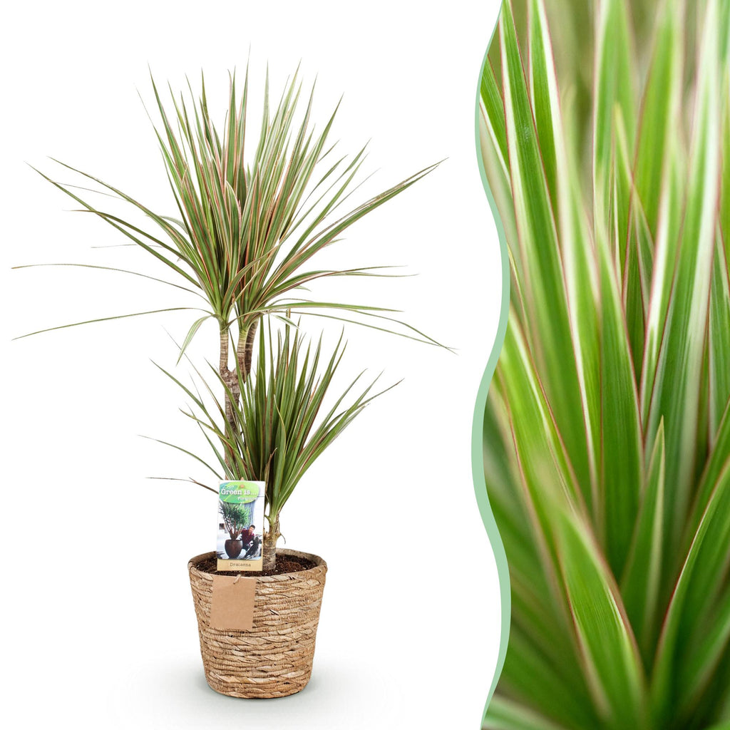 Dracaena Marginata Bicolor – 70-75cm – 17cm inkl. Naturkorb – Pflegeleichter Drachenbaum – Grün – Braunes zweifarbiges Blattwerk – & Arbeitsräume – Plant