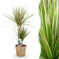 Dracaena Marginata Bicolor – 70-75cm – 17cm inkl. Naturkorb – Pflegeleichter Drachenbaum – Grün – Braunes zweifarbiges Blattwerk – & Arbeitsräume – Plant