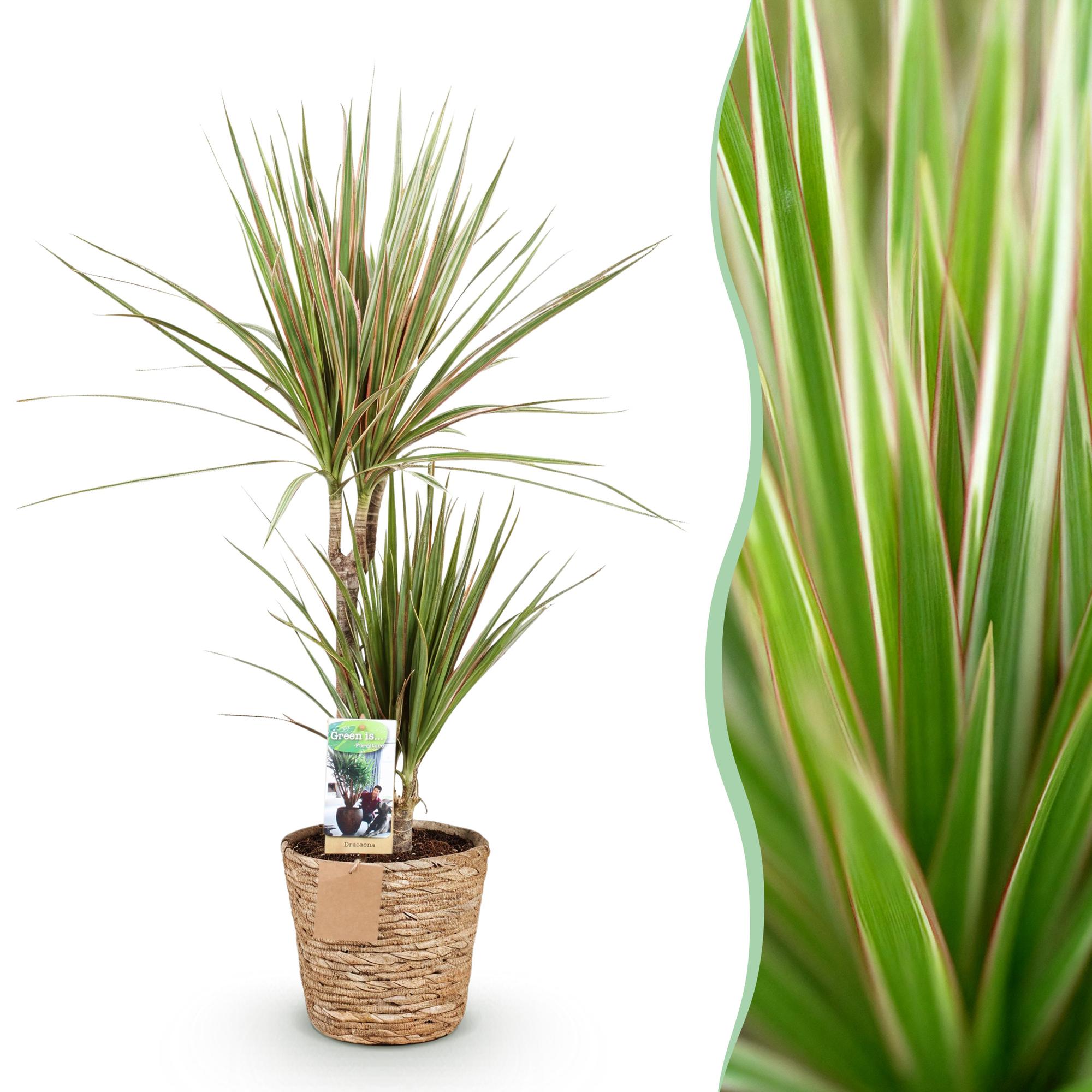 Dracaena Marginata Bicolor – 70-75cm – 17cm inkl. Naturkorb – Pflegeleichter Drachenbaum – Grün – Braunes zweifarbiges Blattwerk – & Arbeitsräume – Plant