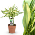 Dracaena fragrans Diamond Dream – Drachenbaum – 17cm – Höhe 50-55cm – Pflegeleichte buntlaubige Zimmerpflanze für Wohnräume und Büro – Plant