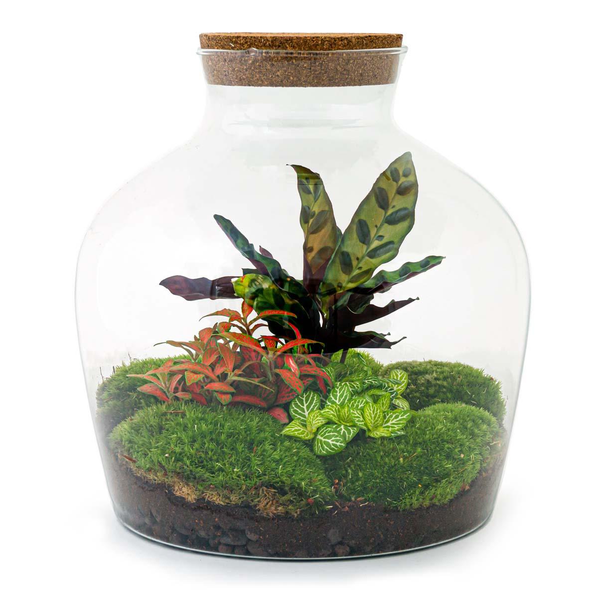 Flaschengarten DIY Bausatz – Terrarium Fat Joe Rot – Ø29cm x ↕30cm – Selbstversorgendes Pflanzterrarium mit Moosen & Zimmerpflanzen – Plant