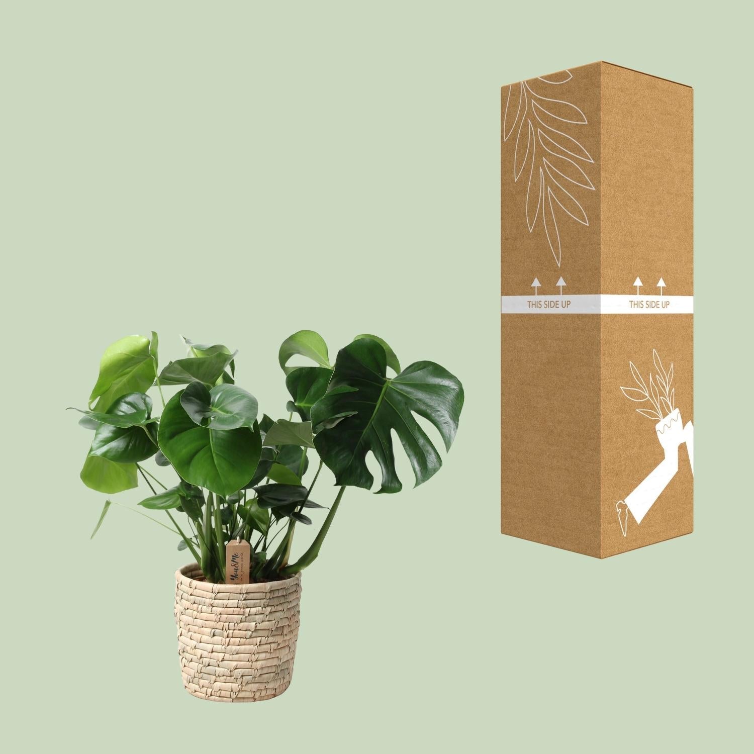 Monstera Deliciosa im Palmleaf Korb – Zimmerpflanze ca.60cm – Ø21cm – Schweizer Käsepflanze mit durchbrochenem Laub – Tropischer Look & luftreinigend – Plant