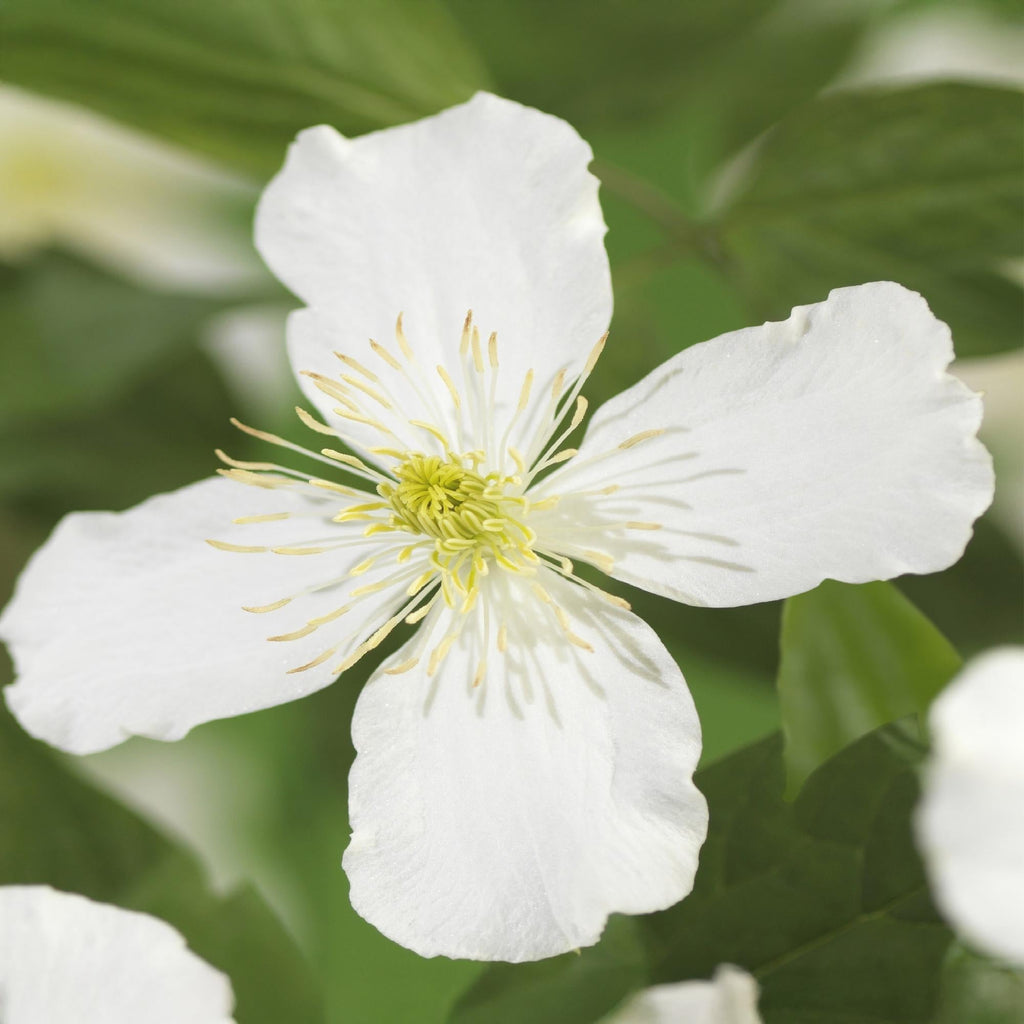 Clematis montana Grandiflora – 2 Pflanzen 11cm – ca. 40cm hoch – Schnellwachsende Kletterpflanze mit großen weißen Blüten – pflegeleicht – Plant