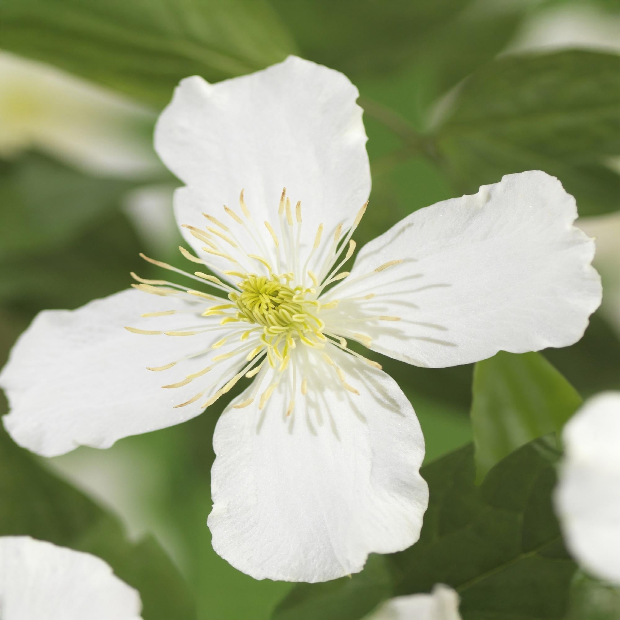Clematis montana Grandiflora – 2 Pflanzen 11cm – ca. 40cm hoch – Schnellwachsende Kletterpflanze mit großen weißen Blüten – pflegeleicht – Plant