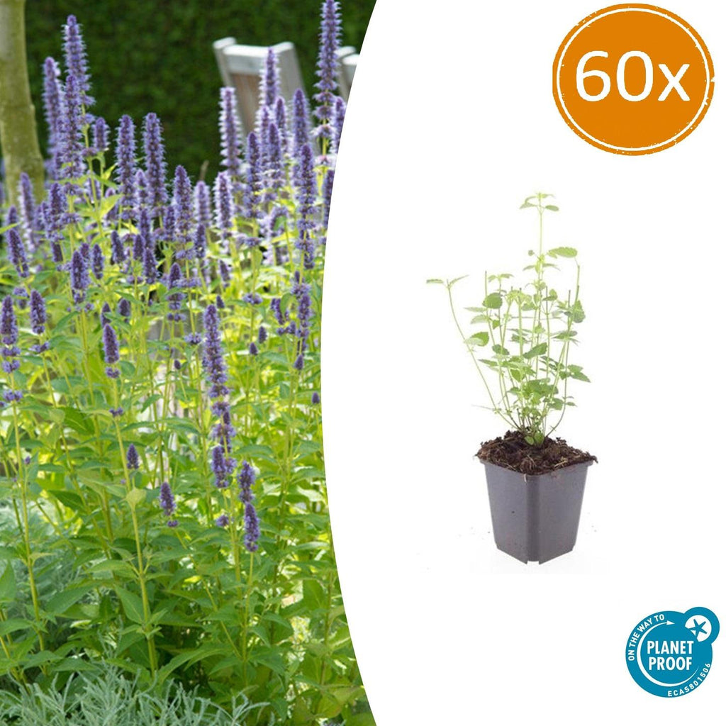 Asiatische Duftnessel Agastache 'Black Adder' – Staude mit dunkelvioletten Blüten – Ø9cm – Blütezeit Sommer bis Herbst – Plant