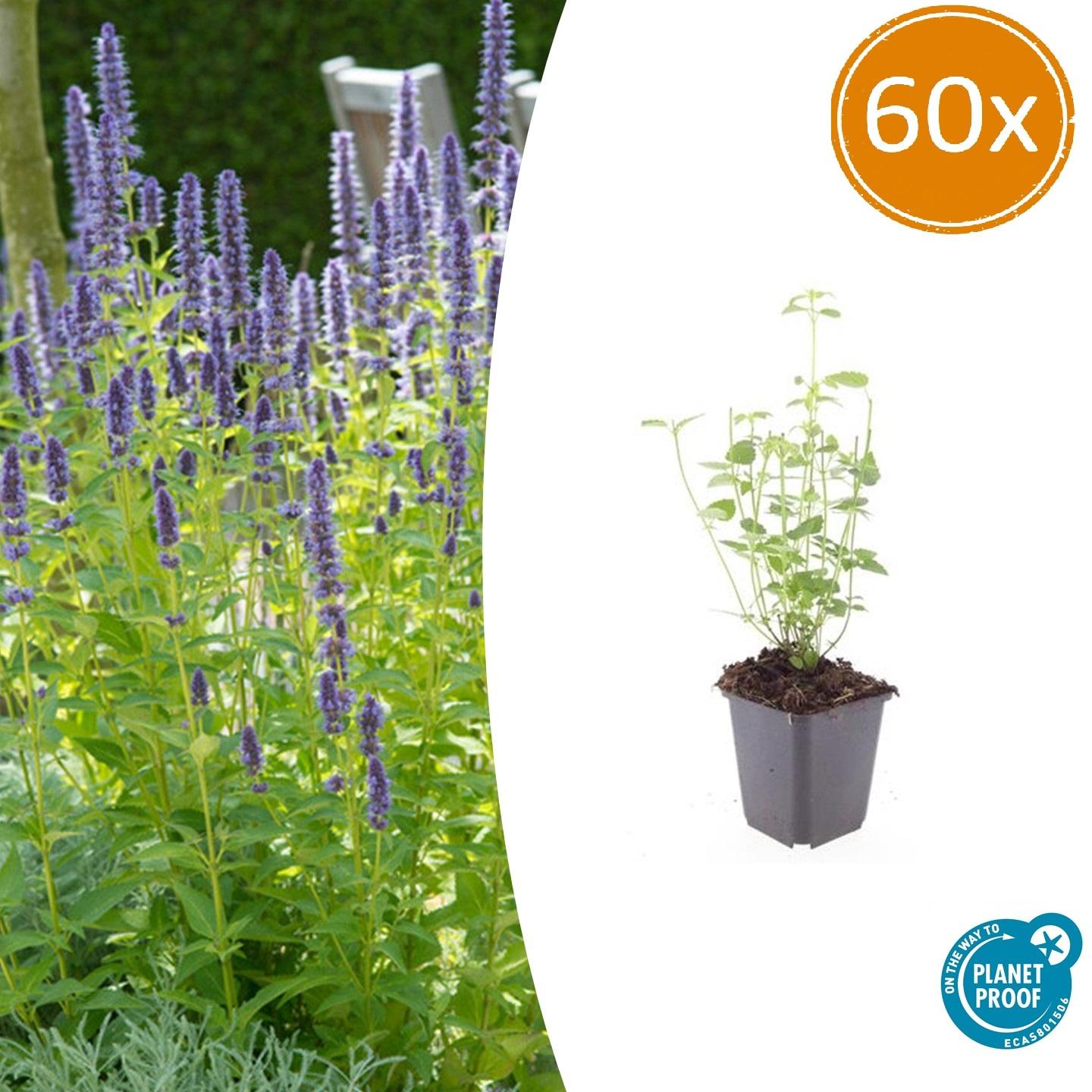 Asiatische Duftnessel Agastache 'Black Adder' – Staude mit dunkelvioletten Blüten – Ø9cm – Blütezeit Sommer bis Herbst – Plant