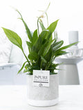Spathiphyllum im Keramiktopf – Friedenslilie – Ø12cm ↕35cm – Einblatt mit weißen Blüten – Luftreinigende Zimmerpflanze – Plant