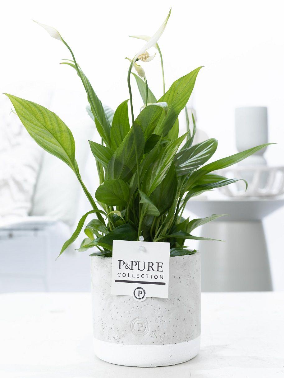 Spathiphyllum im Keramiktopf – Friedenslilie – Ø12cm ↕35cm – Einblatt mit weißen Blüten – Luftreinigende Zimmerpflanze – Plant