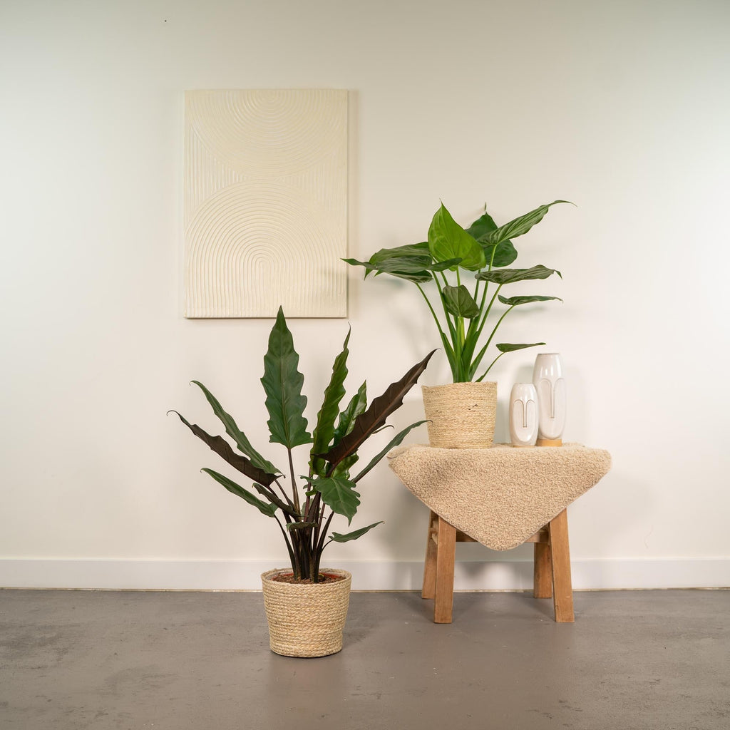 Alocasia Zimmerpflanzen – Set – Pfeilblatt Cucullata Ø19cm ↕60cm & Lauterbachiana Ø19cm ↕75cm inkl. Naturkorb – Tropische Elefantenohr Pflanzen – Plant