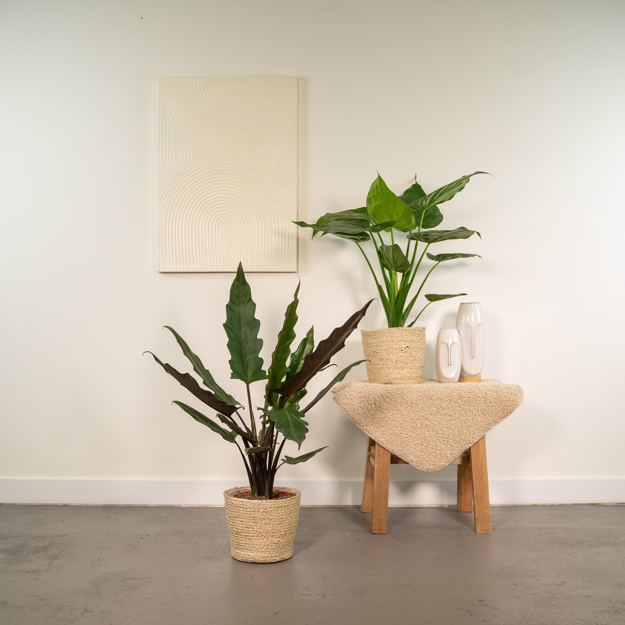 Alocasia Zimmerpflanzen – Set – Pfeilblatt Cucullata Ø19cm ↕60cm & Lauterbachiana Ø19cm ↕75cm inkl. Naturkorb – Tropische Elefantenohr Pflanzen – Plant