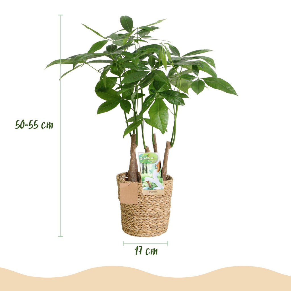 Glückskastanie Pachira Aquatica Mehrstammig – Geldbaum – 2 Pflanzen – 50-55cm – 17cm – Pflegeleichte Zimmerpflanzen mit handförmigen Blättern