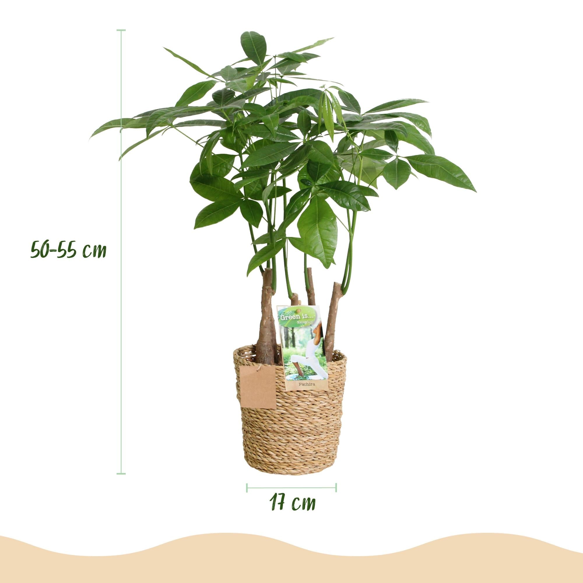Glückskastanie Pachira Aquatica Mehrstammig – Geldbaum – 2 Pflanzen – 50-55cm – 17cm – Pflegeleichte Zimmerpflanzen mit handförmigen Blättern
