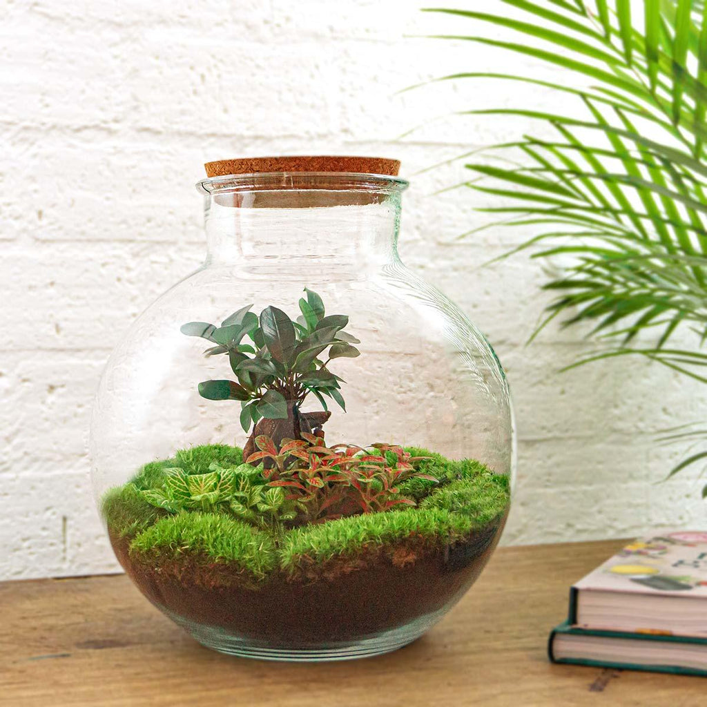 Flaschengarten DIY Bausatz – Terrarium Set Bolder Bob Bonsai – Ø31cm x H30cm – Mit Ficus Ginseng, Fittonia & Moos – Selbstversorgendes Pflanzen – Plant
