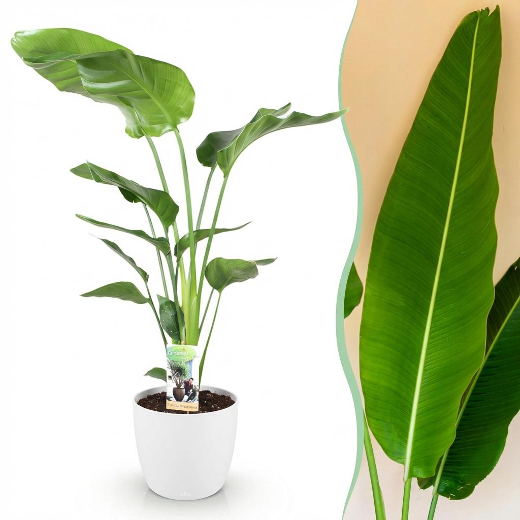 Strelitzia Nicolai Pflanze Mit Weißem Topf Ø21cm Höhe ca.110-120cm Paradiesvogelblume Großpflanze Pflegeleicht Grünpflanze Für Zimmer Büro &