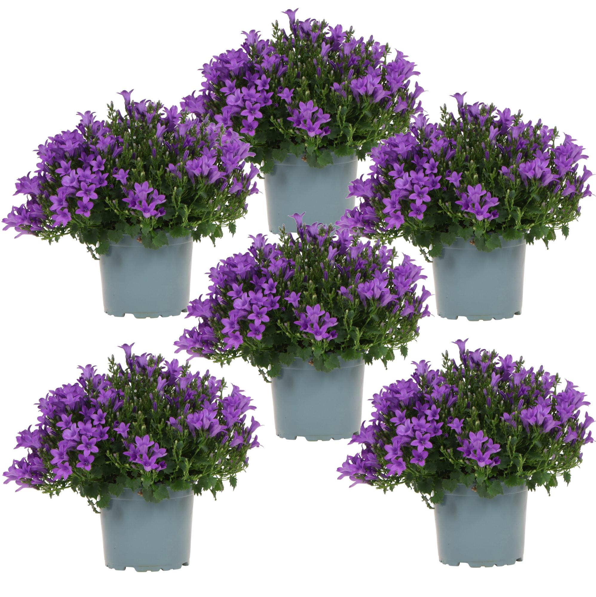 Campanula Addenda Ambella lila 6er Set – Glockenblume violett Topfgröße 12cm – winterhart, lang blühend – Bodendecker für ca.1m² – Plant
