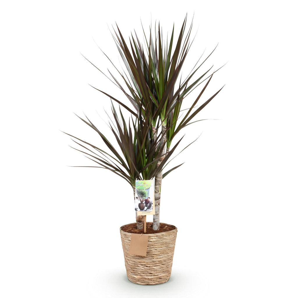 Dracaena Magenta – 70-80cm – 17cm inkl. Naturkorb – Pflegeleichter Drachenbaum – Rot – Grüne Zimmerpflanze mit eleganten Blättern – Ideal für Wohn – Plant