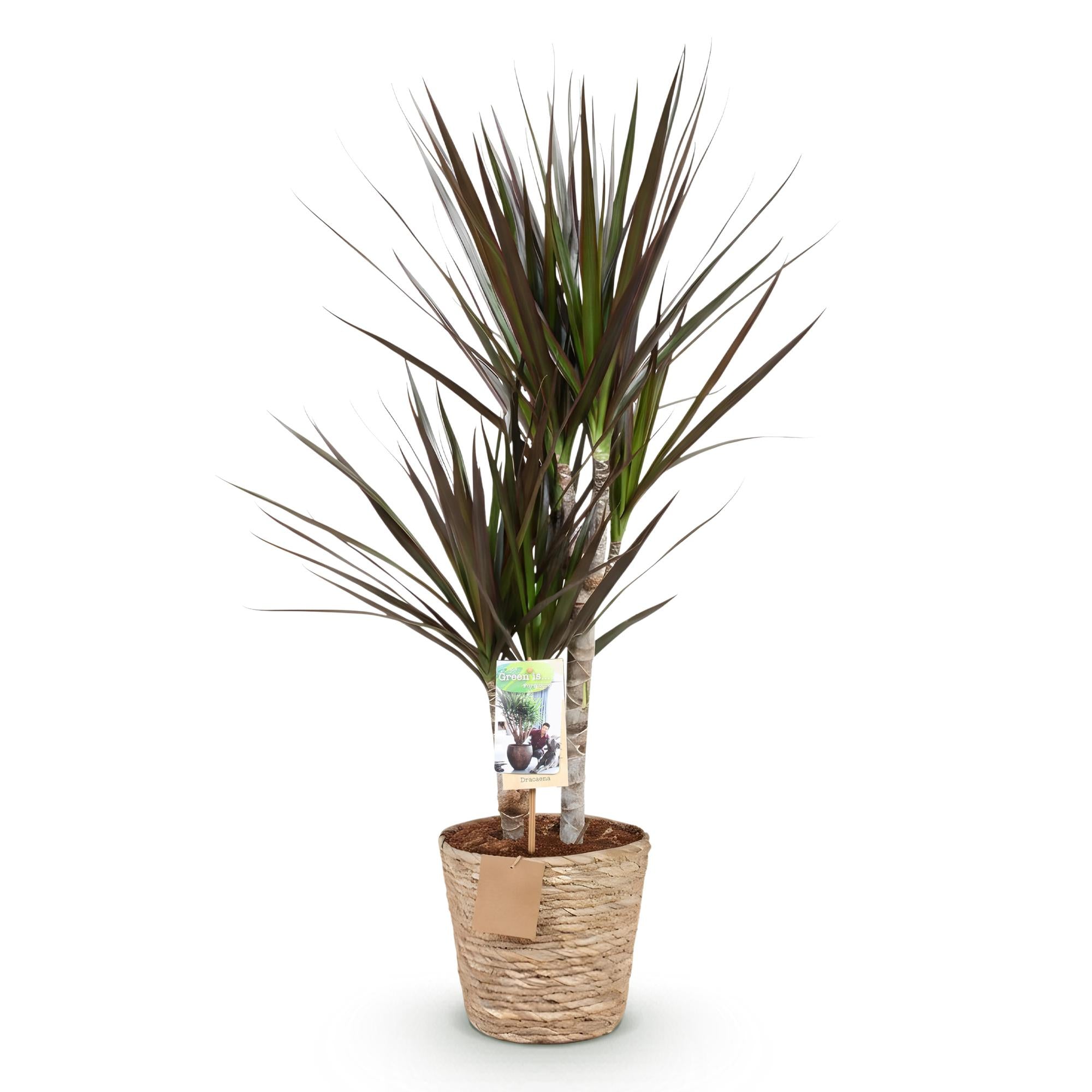 Dracaena Magenta – 70-80cm – 17cm inkl. Naturkorb – Pflegeleichter Drachenbaum – Rot – Grüne Zimmerpflanze mit eleganten Blättern – Ideal für Wohn – Plant