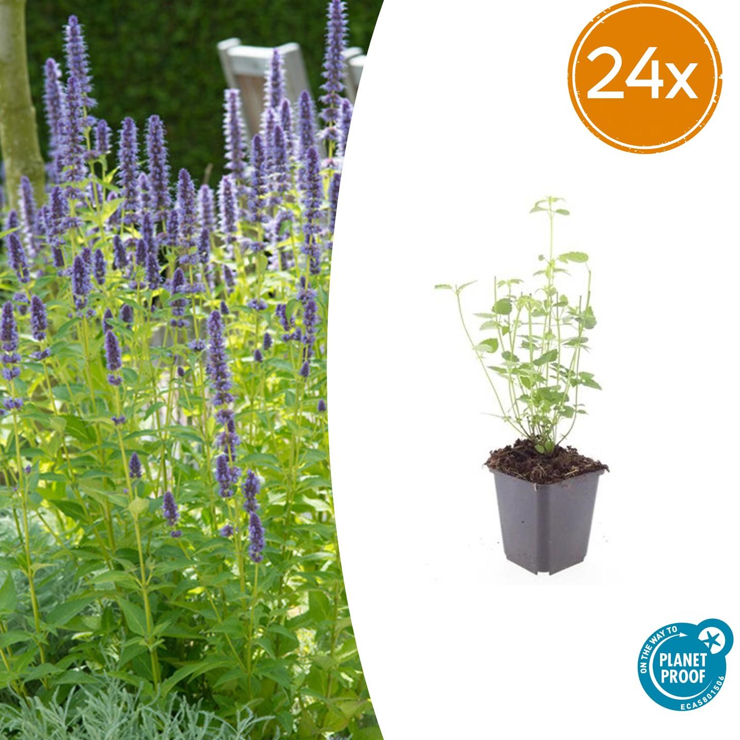 Asiatische Duftnessel Agastache 'Black Adder' – Staude mit dunkelvioletten Blüten – Ø9cm – Blütezeit Sommer bis Herbst – Plant