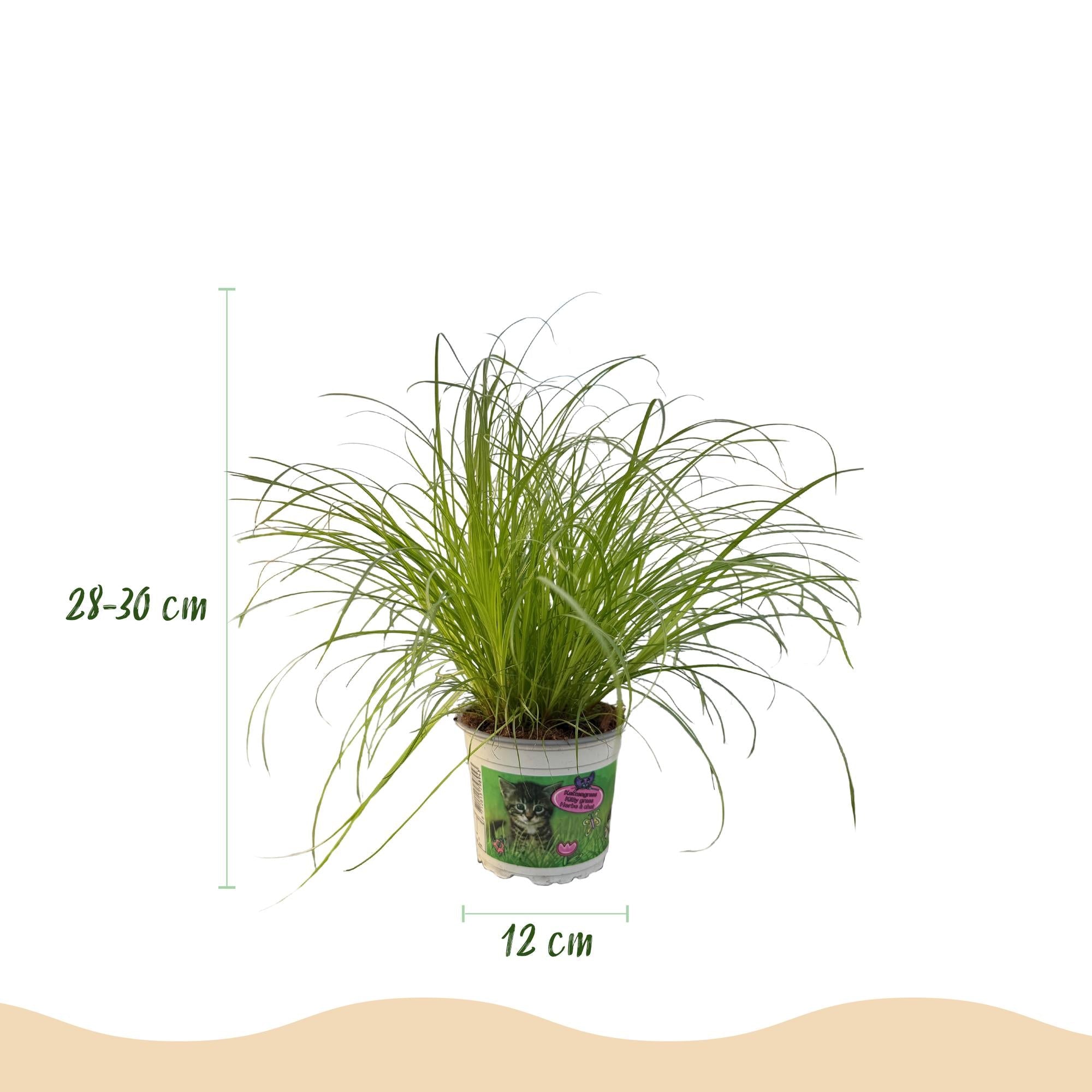 Cyperus alternifolius Zumula Katzenpflanze – Haustierfreundliche Zimmerpflanze 12cm – Höhe ca.20cm – Grünpflanze für Wohnzimmer Büro & Fensterbank – Plant