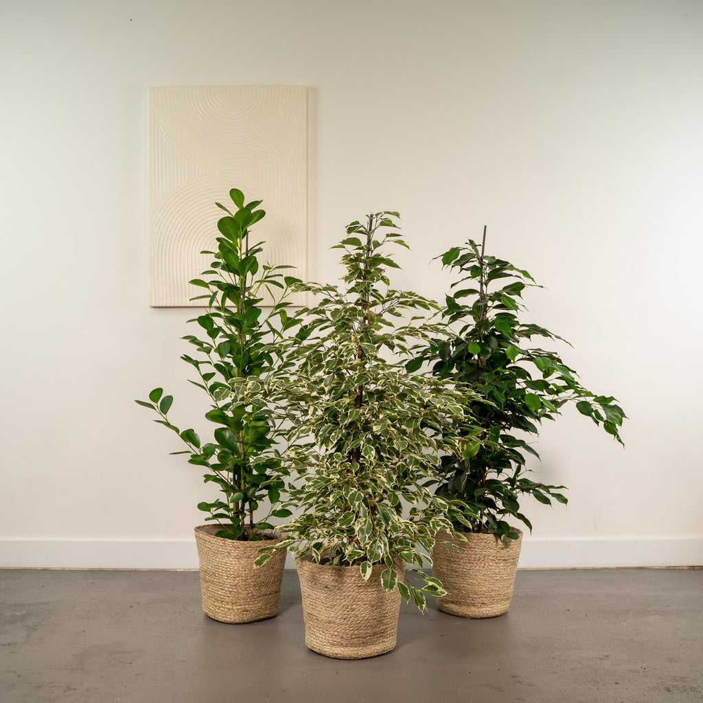 3er Ficus-Set – Ficus benjamina Danielle + Ficus benjamina Twilight + Ficus microcarpa Moclame – Je Ø21cm – ↕95cm inkl. Korb Selin – Luftreinigende Zimmerpflanzen im Mix – Tropisches Grün für Wohnzimmer Büro Flur – Frisch aus der Gärtnerei – Plant