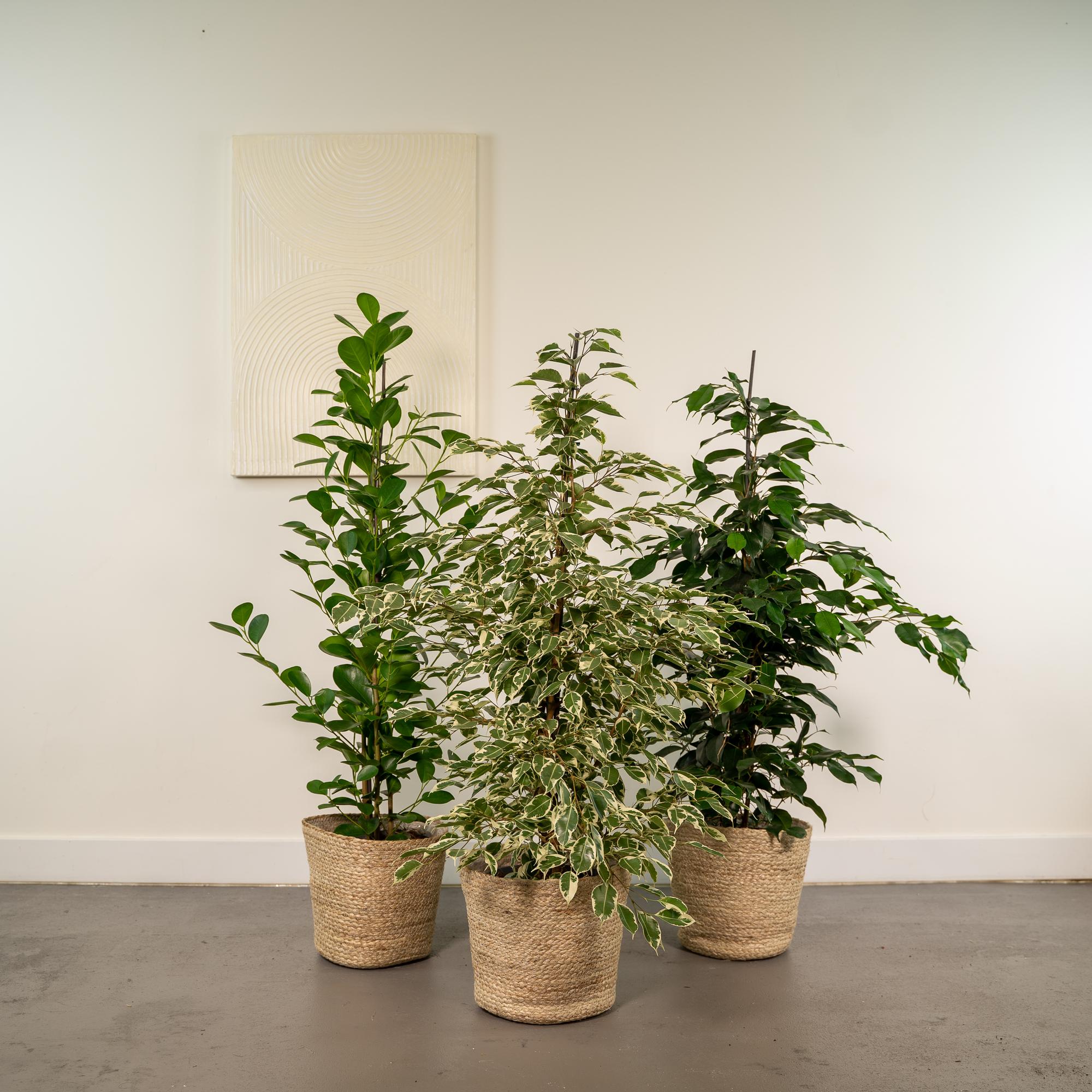 3er Ficus-Set – Ficus benjamina Danielle + Ficus benjamina Twilight + Ficus microcarpa Moclame – Je Ø21cm – ↕95cm inkl. Korb Selin – Luftreinigende Zimmerpflanzen im Mix – Tropisches Grün für Wohnzimmer Büro Flur – Frisch aus der Gärtnerei – Plant