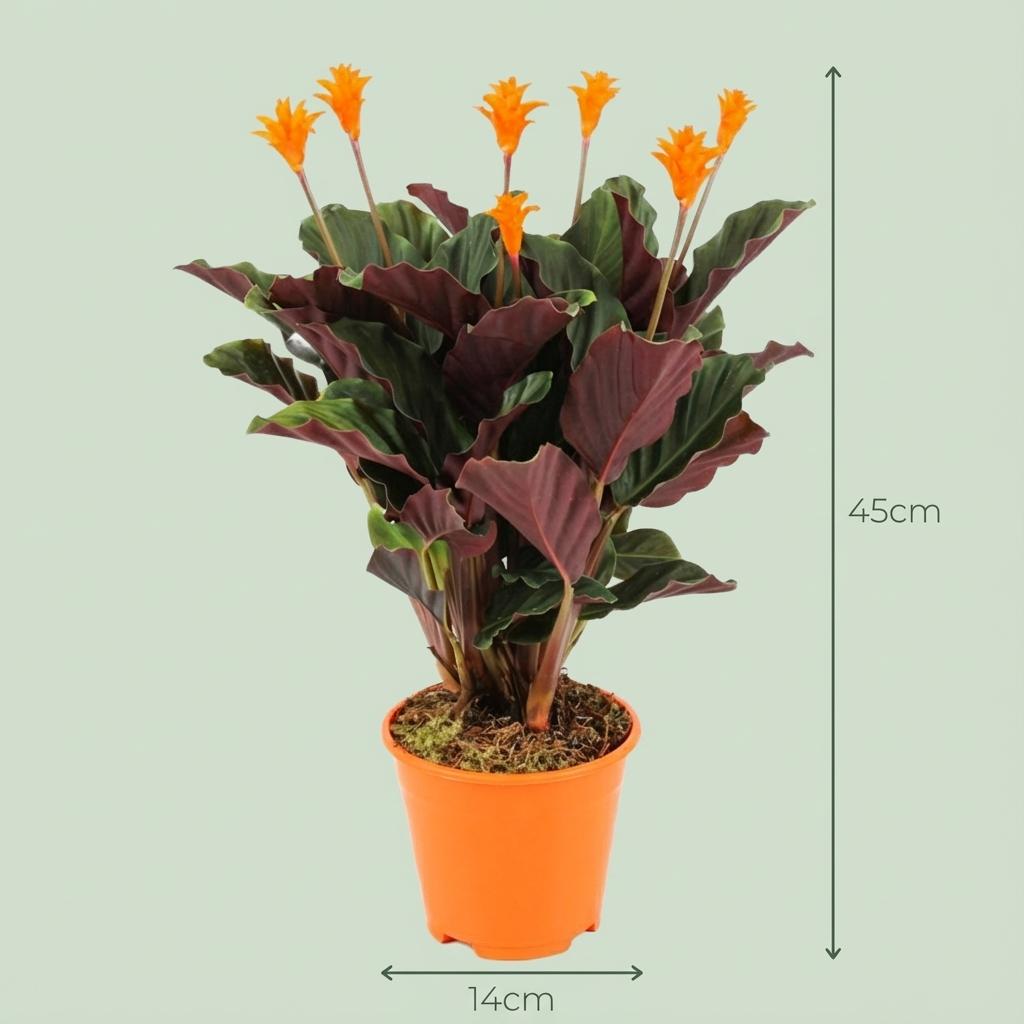 Korbmarante Calathea Crocata – Ø14cm – Höhe 40-45cm – Orange Blüten – Tropische Zimmerpflanze für Wohnraum Büro & schattige Standorte – Plant
