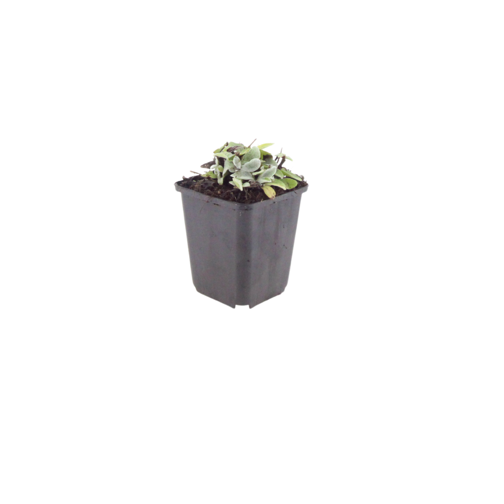 Perlkörbchen Anaphalis triplinervis – Silberstaude mit weißen Blüten – 10-25cm – Ø9cm – Winterharte Staude für sonnige Beete & Steingarten