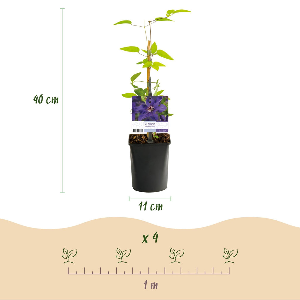 Kletterpflanze Clematis The President – Rosa Blüten – 2 Pflanzen – 11cm x H40cm – Bis 3m – Pflegeleicht – Ideal für Garten, Balkon & Pergola – Plant