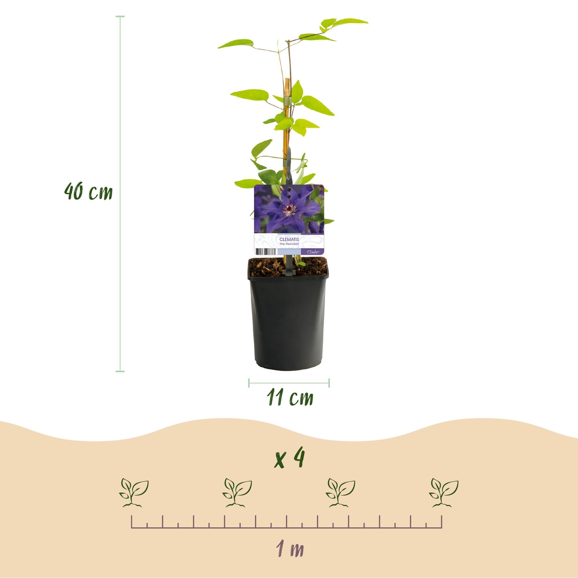 Kletterpflanze Clematis The President – Rosa Blüten – 2 Pflanzen – 11cm x H40cm – Bis 3m – Pflegeleicht – Ideal für Garten, Balkon & Pergola – Plant