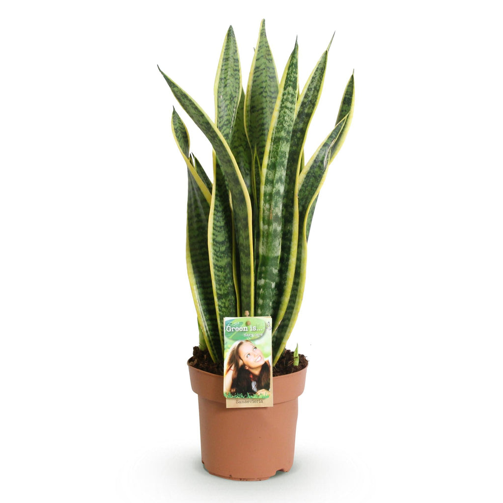 Sansevieria Laurentii – 60-70cm – 17cm – Pflegeleichte Schwiegermutterzunge in Grün – Gelb – Plant