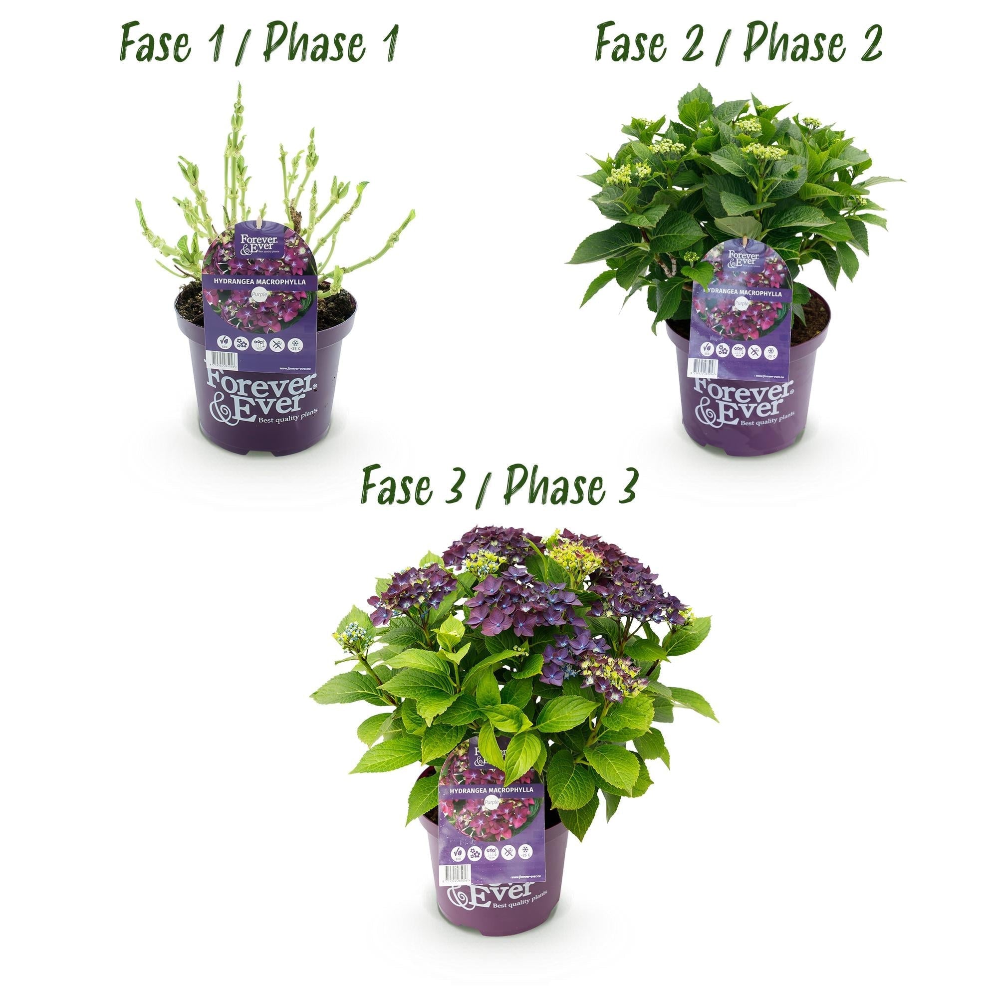 Hortensie Forever & Ever Lila – Hydrangea macrophylla – Lila – Balkonpflanze – 23cm 55cm hoch – 7-12 Blüten – Für Balkon, Terrasse & Beet – Plant