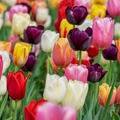 Tulpenzwiebeln Mix – 20 Blumenzwiebeln – Bunte Tulpenmischung für Garten, Topf oder Beet – Frisch vom Züchter – Pflegeleicht & mehrfarbig – Frühblüher für Frühjahr – Plant