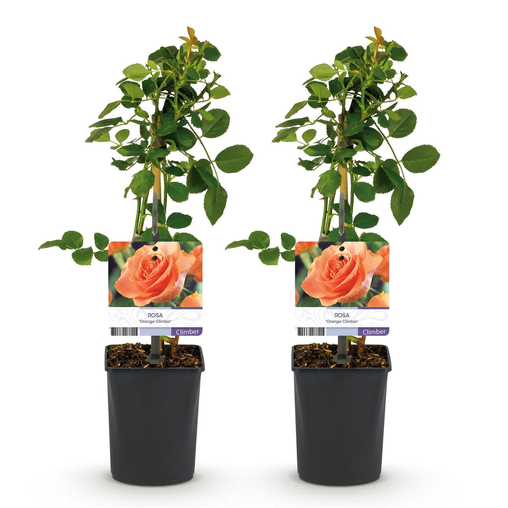 Kletterrose – Rosa Orange Climber – Orange Blüten – 2 Pflanzen – 11cm – Höhe 40cm – Wenig Pflege – Blüte im Sommer – Plant