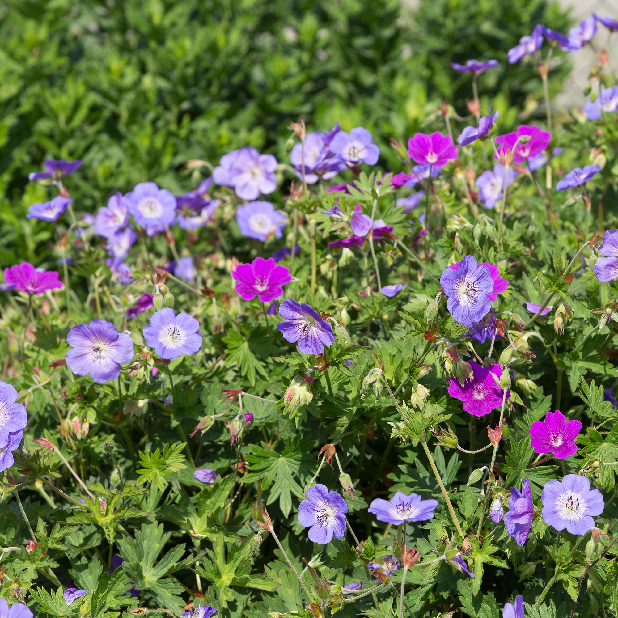 Staudenset – Bodendecker – 24 Stauden für 3m² – Bunte Blühpflanzen – Pflegeleicht – Unkrauthemmend – Für sonnige Standorte – Ø11cm – Plant