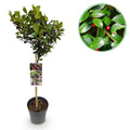 Ilex meserveae 'Blue Maid' – Immergrüne Stamm – Pflanze – Ø19cm – Höhe ca. 90cm – Terrassenpflanze & Gartenpflanze – Pflegeleicht & wetterfest – Plant