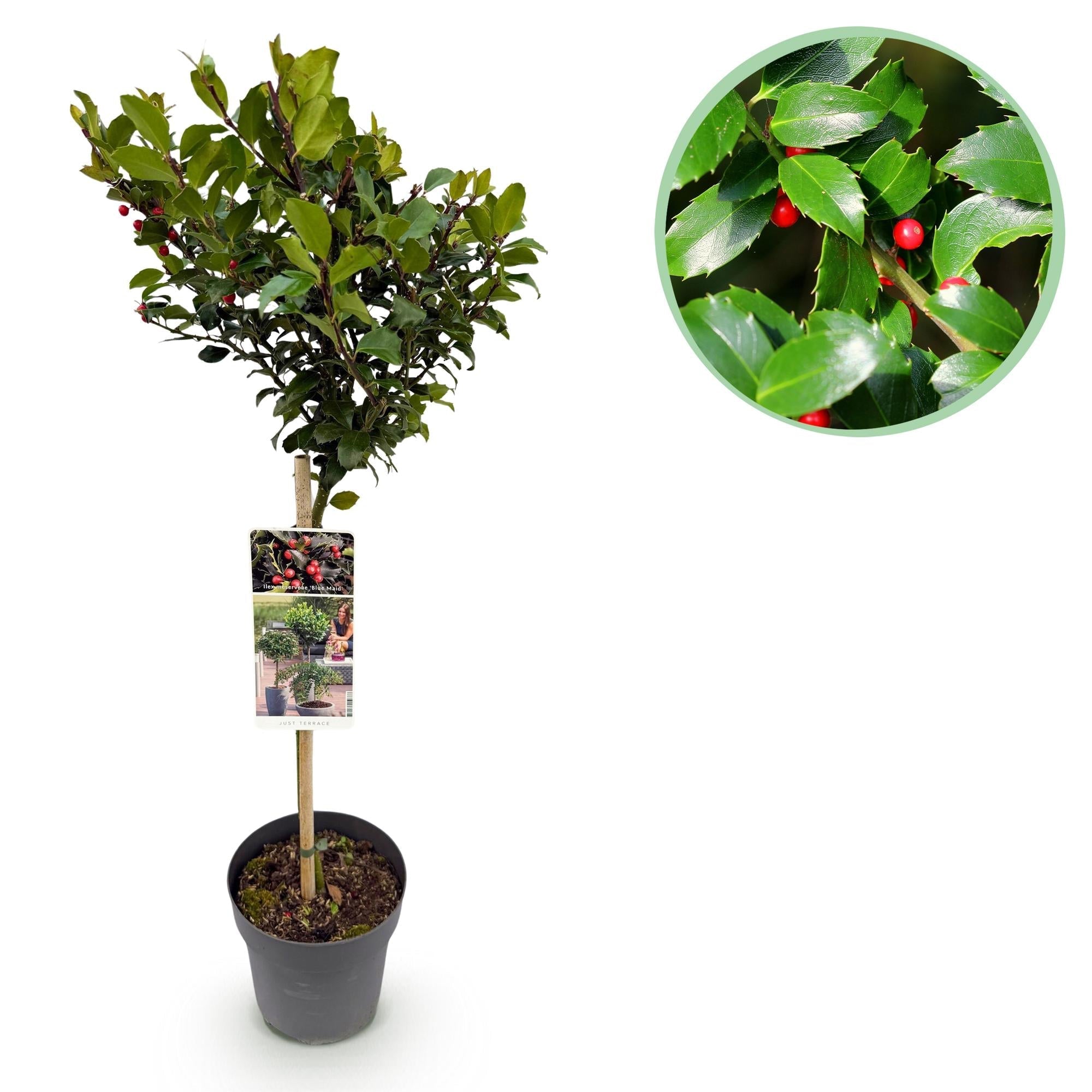 Ilex meserveae 'Blue Maid' – Immergrüne Stamm – Pflanze – Ø19cm – Höhe ca. 90cm – Terrassenpflanze & Gartenpflanze – Pflegeleicht & wetterfest – Plant