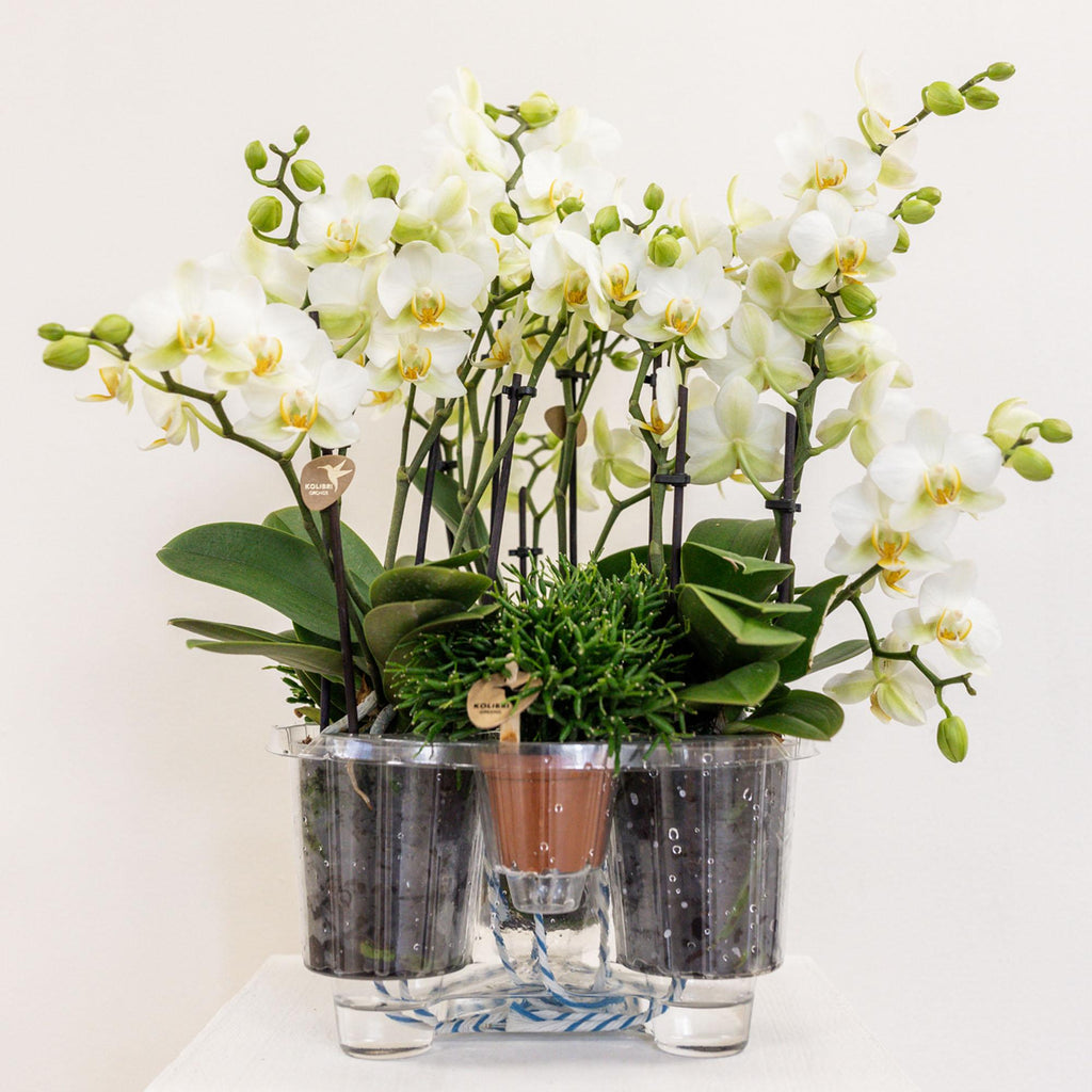 Weißes Pflanzenset im Baumwollkorb – 3 Orchideen Lausanne & 3 Grünpflanzen – Ø9cm – Mit autarkem Wassertank – Dekoratives Pflanzenarrangement – Plant