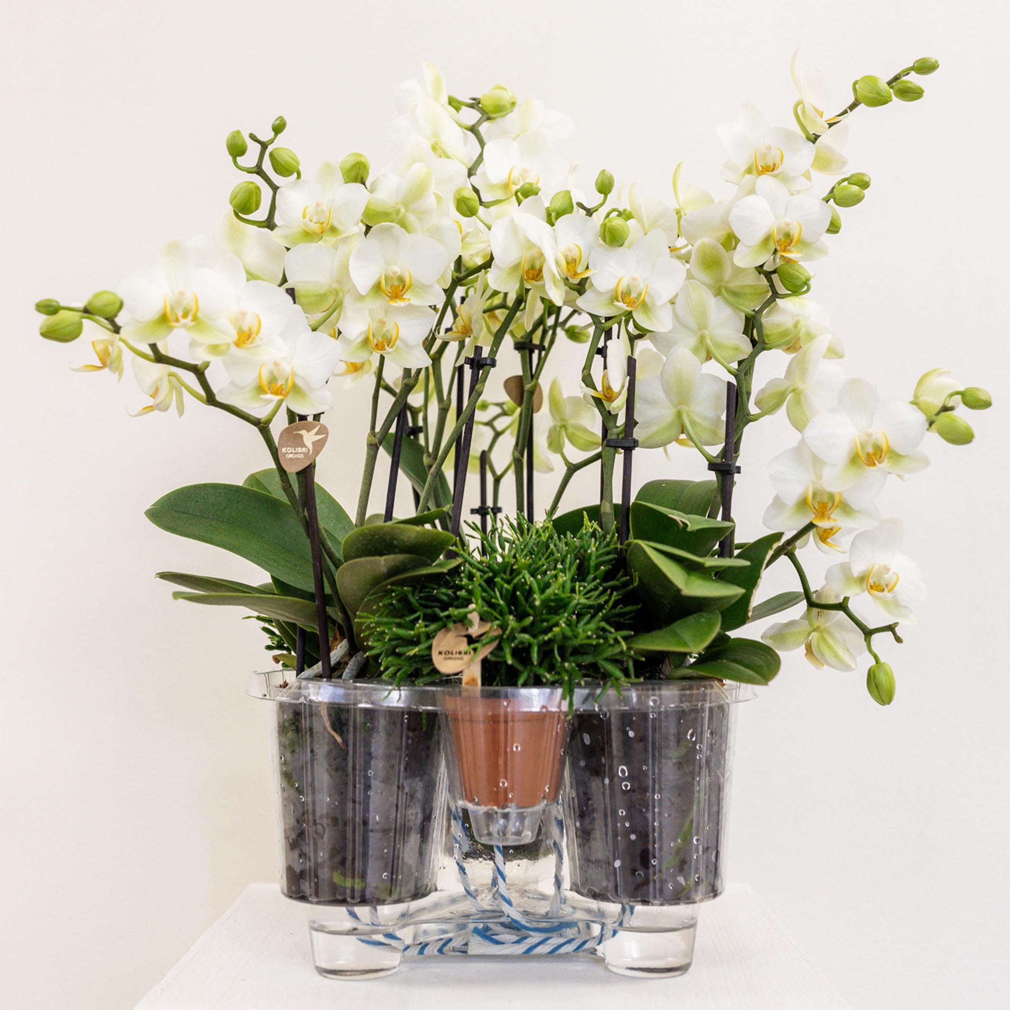 Weißes Pflanzenset im Baumwollkorb – 3 Orchideen Lausanne & 3 Grünpflanzen – Ø9cm – Mit autarkem Wassertank – Dekoratives Pflanzenarrangement – Plant