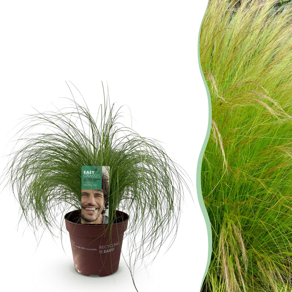 Ziergras Federgras Stipa tenuifolia Pony Tails – Immergrün & winterhart – Höhe ca. 50cm – 17cm – Luftiges Ziergras für Beet & Kübel – Plant