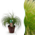 Ziergras Federgras Stipa tenuifolia Pony Tails – Immergrün & winterhart – Höhe ca. 50cm – 17cm – Luftiges Ziergras für Beet & Kübel – Plant