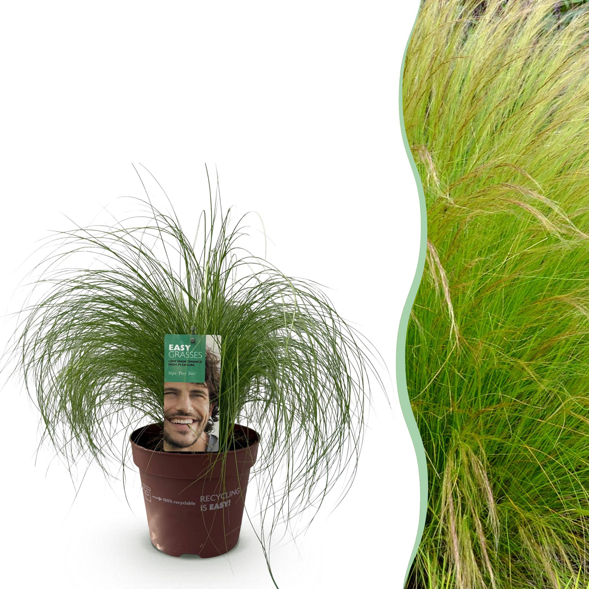 Ziergras Federgras Stipa tenuifolia Pony Tails – Immergrün & winterhart – Höhe ca. 50cm – 17cm – Luftiges Ziergras für Beet & Kübel – Plant