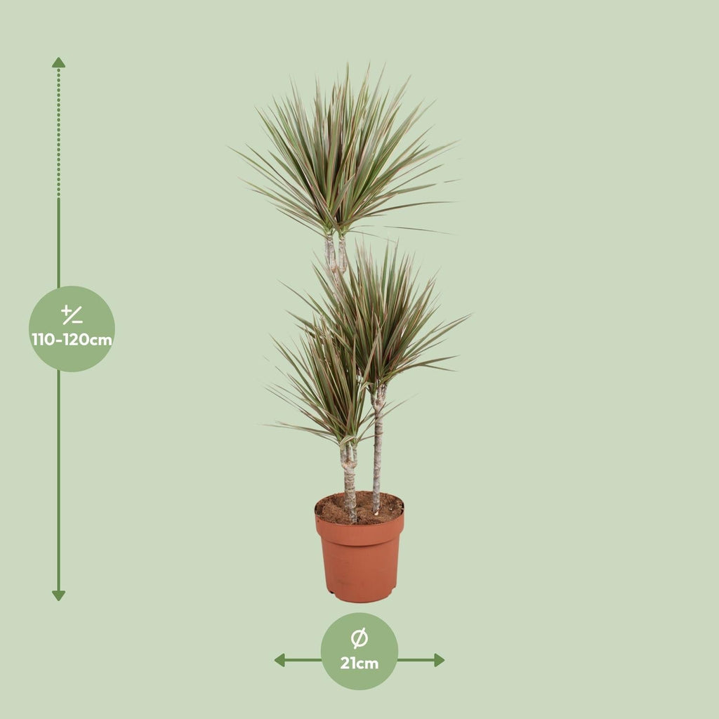 Drachenbaum Dracaena Bicolor Zimmerpflanze Ø21cm – Höhe ca.120cm – zweifarbiges Laub – pflegeleichte Grünpflanze für Wohnung & Büro – ideal bei Halbschatten – Plant