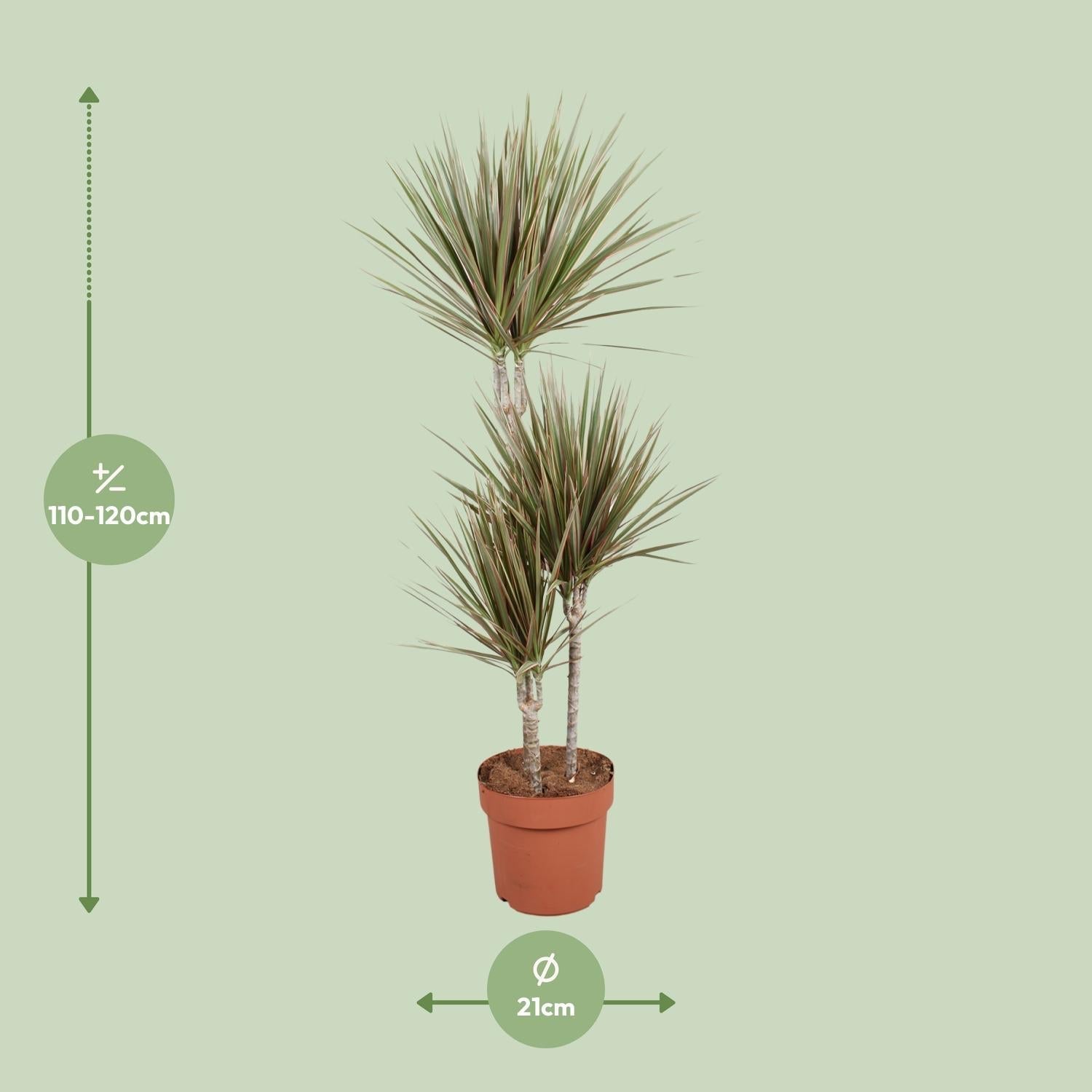 Drachenbaum Dracaena Bicolor Zimmerpflanze Ø21cm – Höhe ca.120cm – zweifarbiges Laub – pflegeleichte Grünpflanze für Wohnung & Büro – ideal bei Halbschatten – Plant