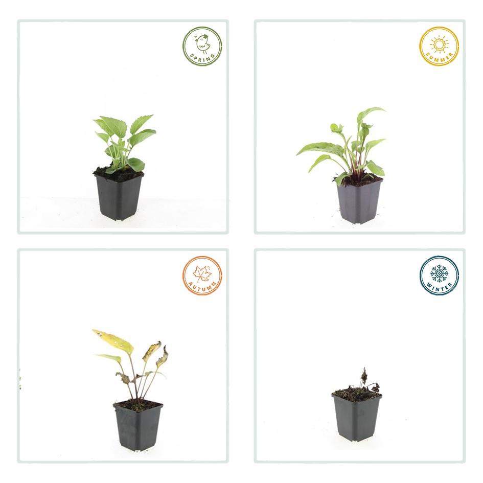 Rotblühender Scheinsonnenhut Echinacea purpurea 'Magnus' – ↕10-25cm – Ø9cm – Purpur – Sonnenhut – Bienenfreundlich – Für Sonne & Beete – Plant