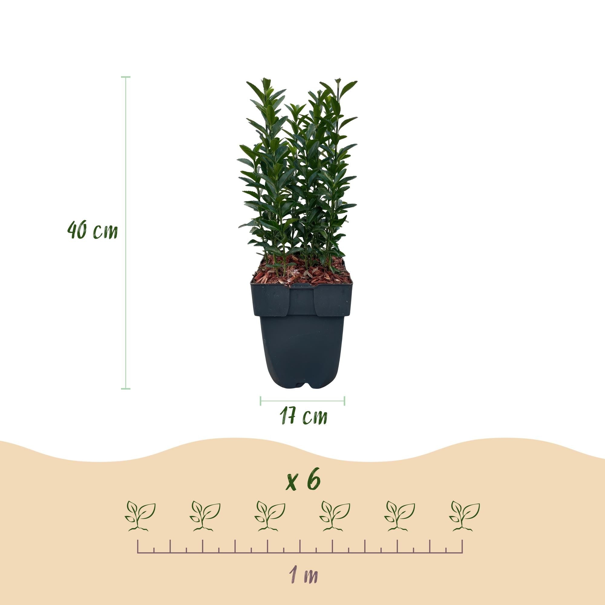 Japanischer Spindelstrauch Euonymus japonicus Green Spire – Heckenpflanze – Blatt Grün – 6 Pflanzen – 1 Meter – Immergrün – 17cm Höhe 40cm – Plant