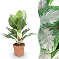 Aglaonema Silver Bay – 17cm – Höhe 70-75cm – Pflegeleichte silber – grüne Zimmerpflanze mit dekorativem Blattmuster für Wohnräume und Büro