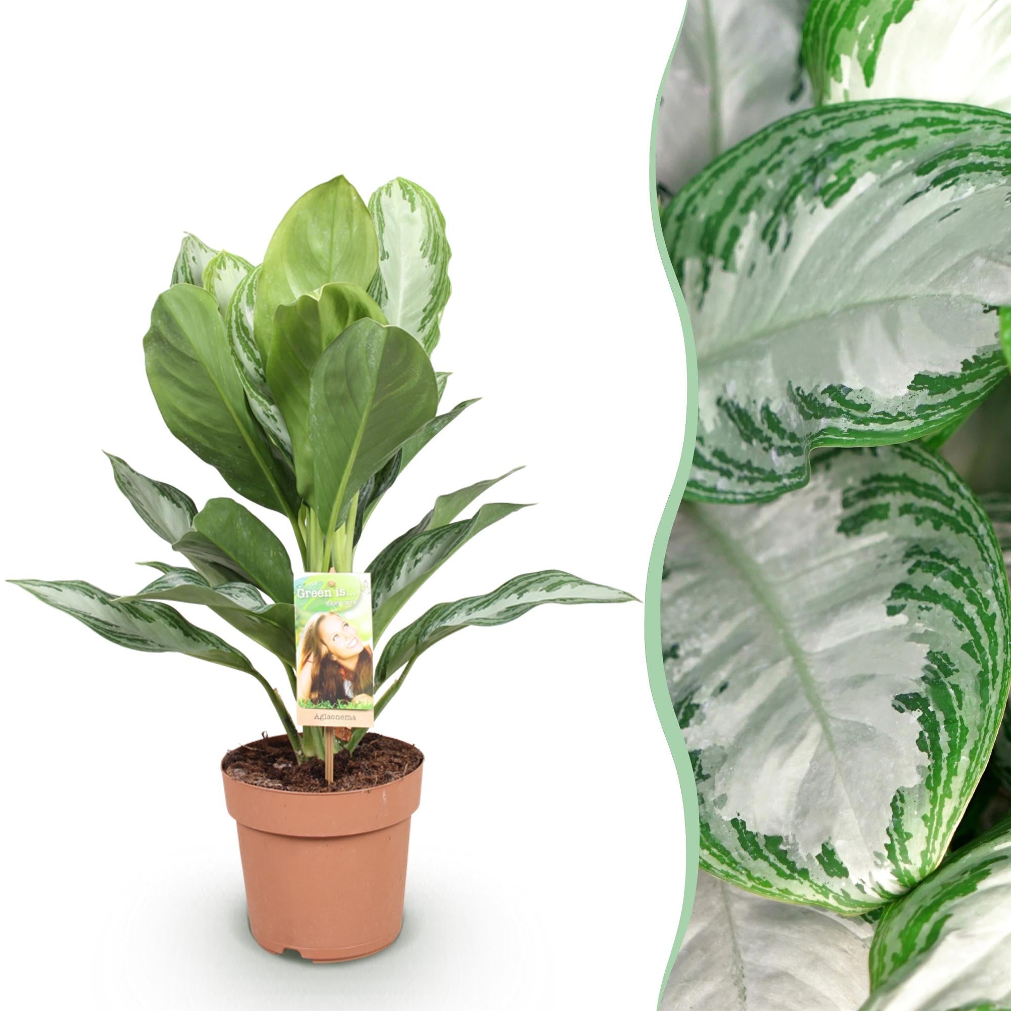Aglaonema Silver Bay – 17cm – Höhe 70-75cm – Pflegeleichte silber – grüne Zimmerpflanze mit dekorativem Blattmuster für Wohnräume und Büro