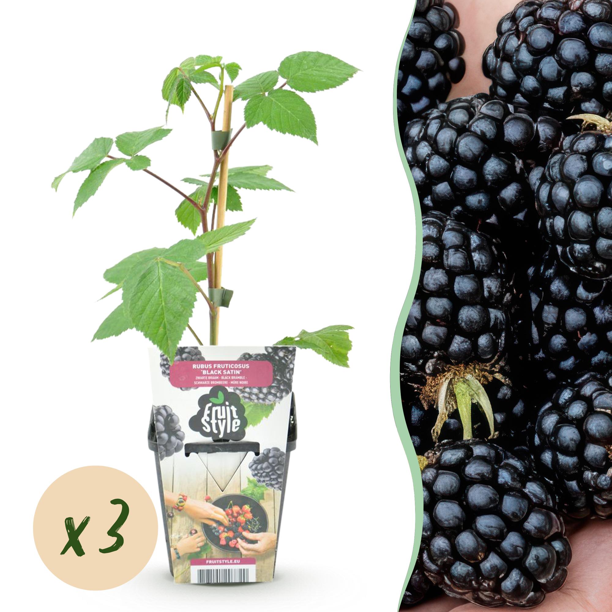 Brombeere Rubus fruticosus Black Satin winterhart Ø9cm Höhe 30cm – Schwarze Brombeere für Garten Beet Balkon & Terrasse