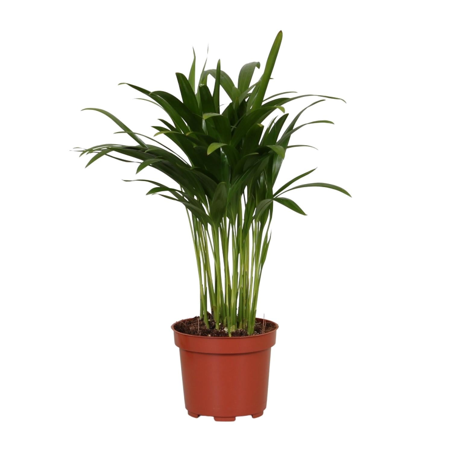 Areca Catechu – Tropische Goldpalme für Innenräume – 35cm Ø12cm – Pflegeleichte Zimmerpflanze mit eleganten Wedeln – Plant