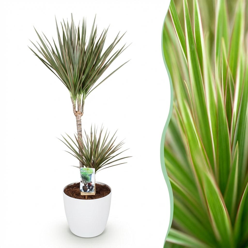 Dracaena Marginata Bicolor Pflanze Mit Weißem Topf Ø21cm Höhe ca.90-100cm Drachenbaum Pflegeleicht Grün Braun Großpflanze Für Zimmer Büro &